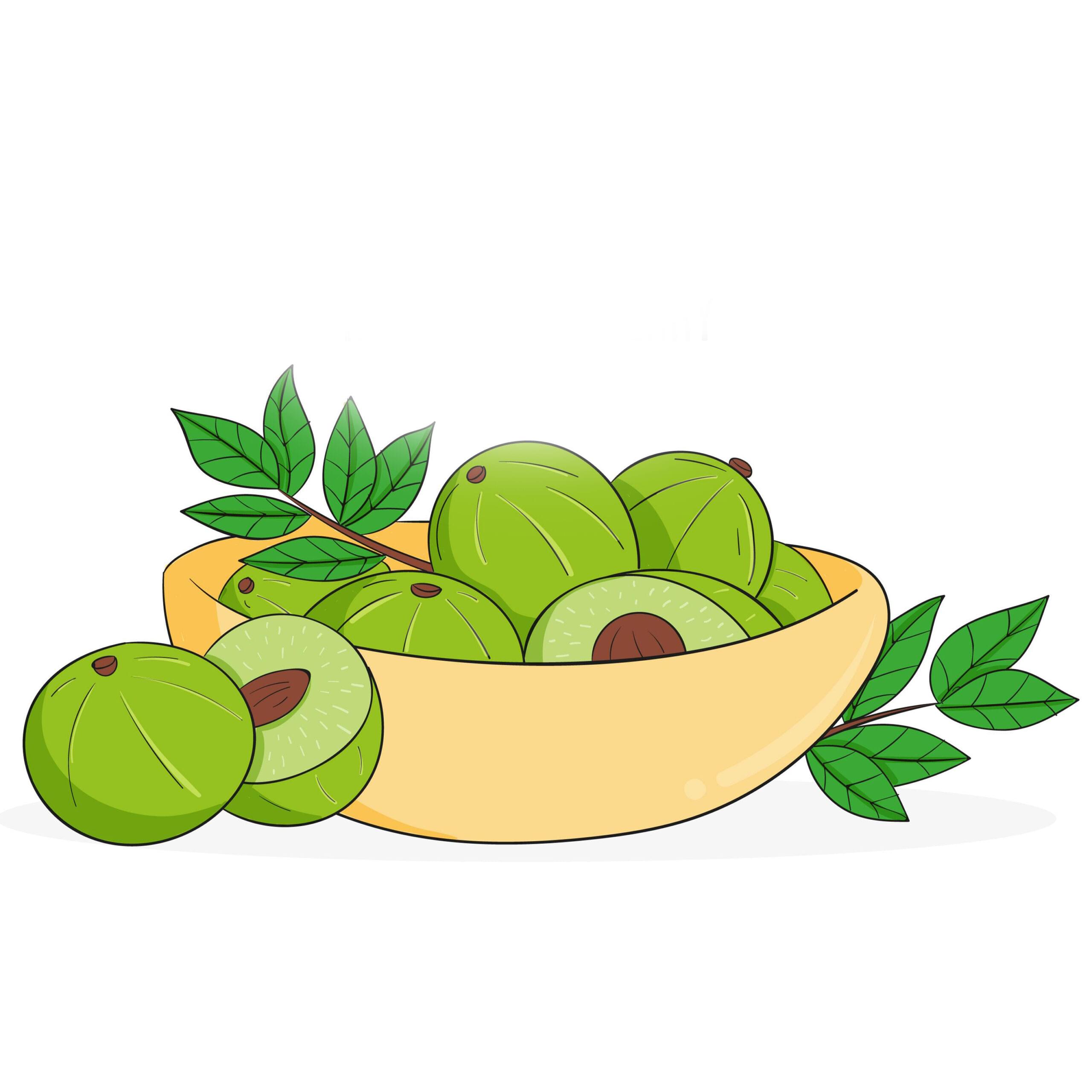 amla graphic Vector
