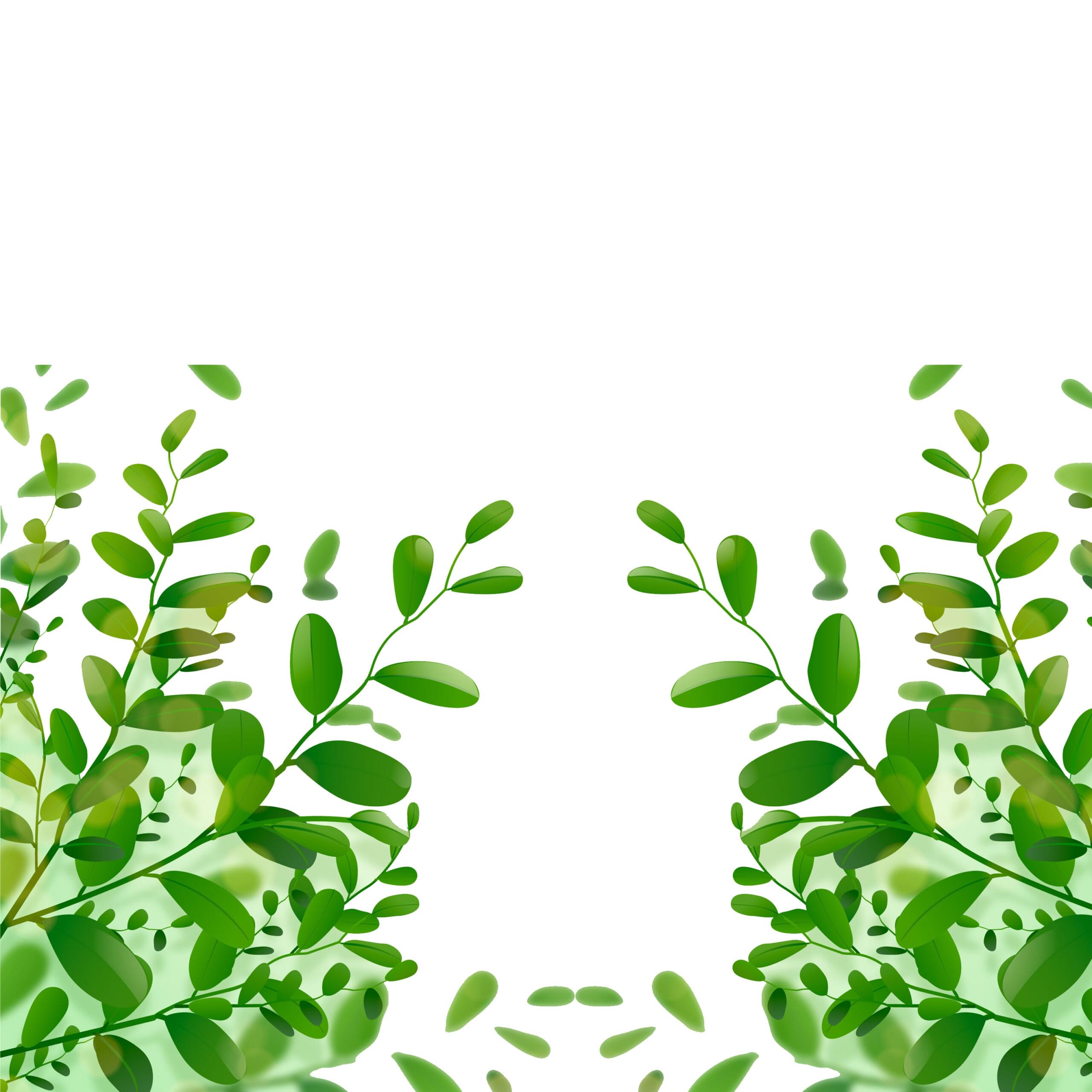 moringa graphic
